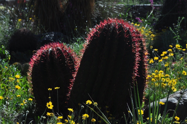 barrel cactus